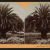 The Date Palm, Pasadena, Cal., U.S.A.