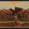 Rose Tree, Pasadena, Cal.