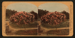 Rose Tree, Pasadena, Cal.