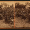 Vineyards at Willow Date, San Gabriel Mission, Cal.
