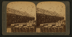 Sixteen thousand pigeons and their model apartment houses, on a great pigeon farm, Los Angeles, Cal.