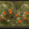 Blossoms and juicy fruit on one tree - in an orange grove, near Pasadena, Cal.