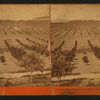 Pasadena, Los Angeles County, Cal. View from Lake Vineyard House.