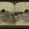 A Vast cloud of pigeons returning from feeding ground. Pigeon Farm, Los Angeles, Cal., U.S.A.