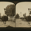 Ostrich Farm, Pasadena, California, U.S.A.