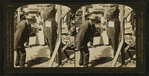 Black Bass weighing nearly 200 lbs, caught with pole, Catalina, California, U.S.A.