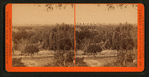 Orange Grove.