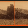 Orange groves.