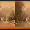 View of a tree lined road.