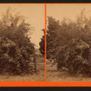 View of an orange tree.