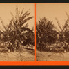 Plantain Tree.