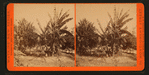 Plantain Tree.