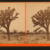 Joshua tree in Southern California.