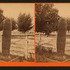Cactus in a garden cultivation.