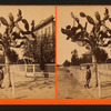 Man standing under a cactus tree.