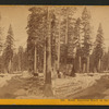 North American Hotel; on the summit of Sierra Nevada. [no. 636].