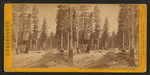 North American Hotel; on the summit of Sierra Nevada. [no. 636].