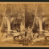 Lovers Cascade, Wildwood Canyon, California.