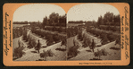 Orange Grove, Riverside, Cal, U.S.A.