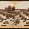Orange Grove, Riverside, Cal, U.S.A.