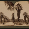 Magnolla Avenue,- tropical beauties of Riverside, California.