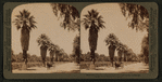 Magnolla Avenue,- tropical beauties of Riverside, California.