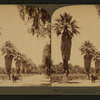 Magnolla Avenue,- tropical beauties of Riverside, California.