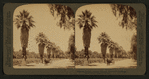Magnolla Avenue,- tropical beauties of Riverside, California.