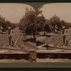 Irrigating an orange grove, Riverside, California.