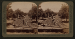 Irrigating an orange grove, Riverside, California.