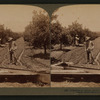 Irrigating an orange grove, Riverside, California.