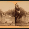 Picking oranges, Riverside, California, U.S.A.