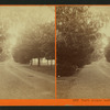 North Avenue, leading from T.H. Selby's Residence, Fair Oaks, Cal.