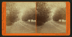 North Avenue, leading from T.H. Selby's Residence, Fair Oaks, Cal.