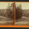 South Avenue, leading from T.H. Selby's Residence, Fair Oaks, Cal.