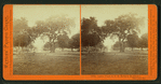Lawn view at T.H. Selby's Residence, Fair Oaks, Cal.