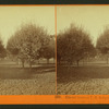Almond Grove at T.H. Selby's Residence, Fair Oaks, Cal.