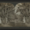 Pioneers of the New Dolgeville, Cal.