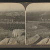 Orange groves, San Francisco, Cal.