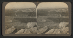 Orange groves, San Francisco, Cal.