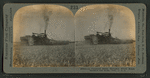 A combined steam harvester which heaps, thrashes and sacks, Calif., U.S.A.