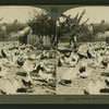 A chicken ranch in California.