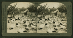 A chicken ranch in California.