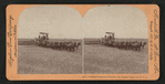 Combined reaper and thrasher, San Joaquin Valley, Cal., U.S.A.