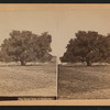 The large oaks of California.