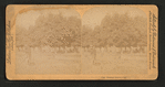 Orange grove, Cal.