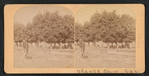 Orange Grove, Cal.