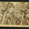 Eucalyptus blossoms and leaves, Cal.