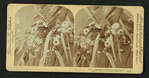 Eucalyptus blossoms and leaves, Cal.