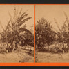 Banana Tree.